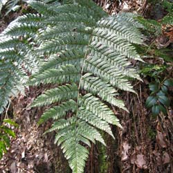 Fern Dryopteris erythrosora